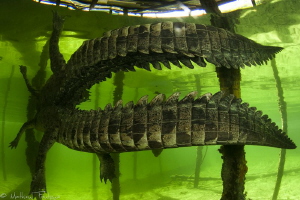 Crocodylus acutus_6 by Mathieu Foulquié 